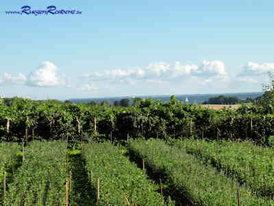 Blick vom Ferienhaus zur Boddenk�ste