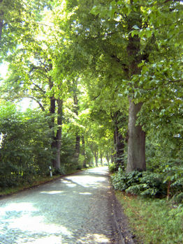 Allee im Ort Losentitz