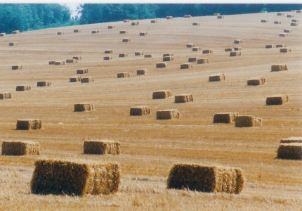 Heurollen auf Feld Zudar