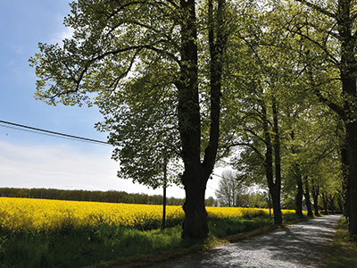 Allee und Rapsfeld