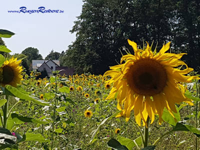 Sonnenblumen Losentitz Rgen