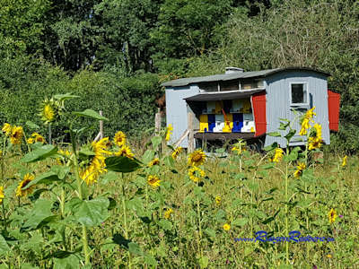 Die Bienenweide am Ortsausgang