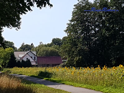 Am Ortsausgang Sonnenblumen als Bienenweide