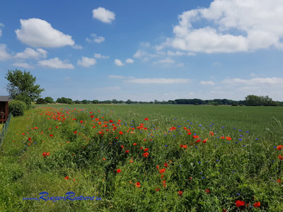 Blick ber Wiesen